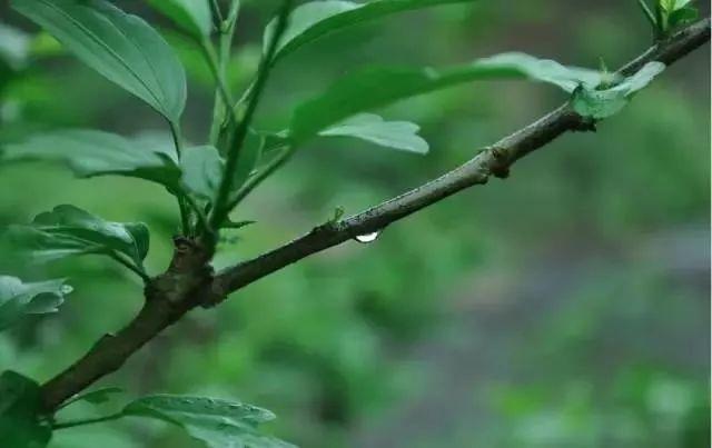 雨水-春雨至,萬物生--易造防雷